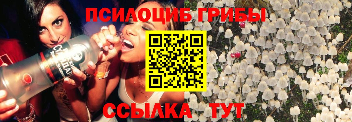 Псилоцибиновые грибы мицелий  Горячий Ключ 